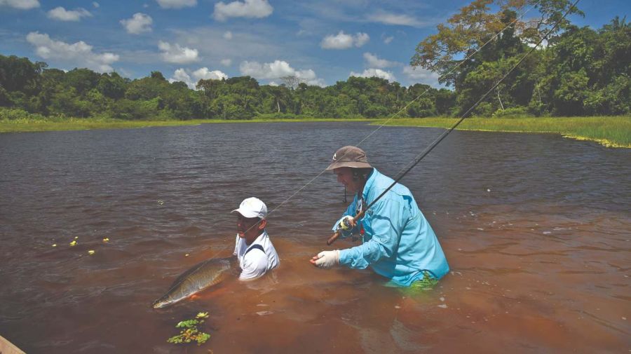 0422 arapaima amazonas