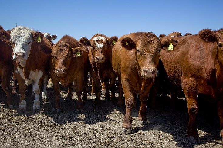 En 2018 se habían recuperado en un 100% las vacas del pico histórico de stock del 2007.