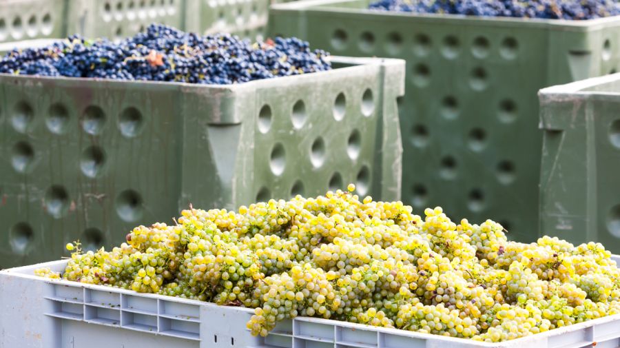 2019 cosecha vinos argentinos excelente vinos premium memorable