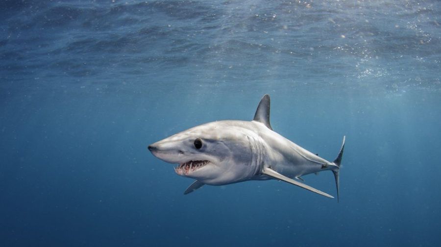 0531 tiburones más peligrosos del mundo
