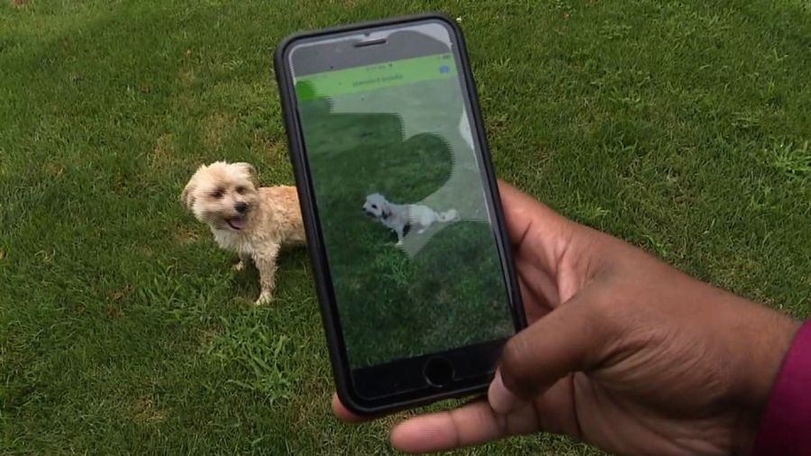 Weekend | app permite identificar la cualquier perro