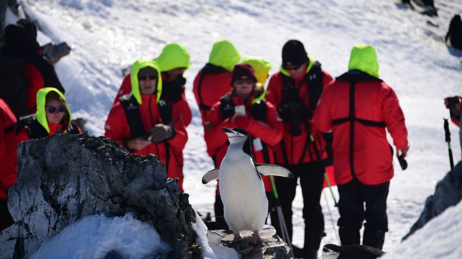 Tourists photograph penguin antarctica stock 