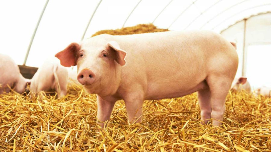 Leve crecimiento de la producción de carne porcina