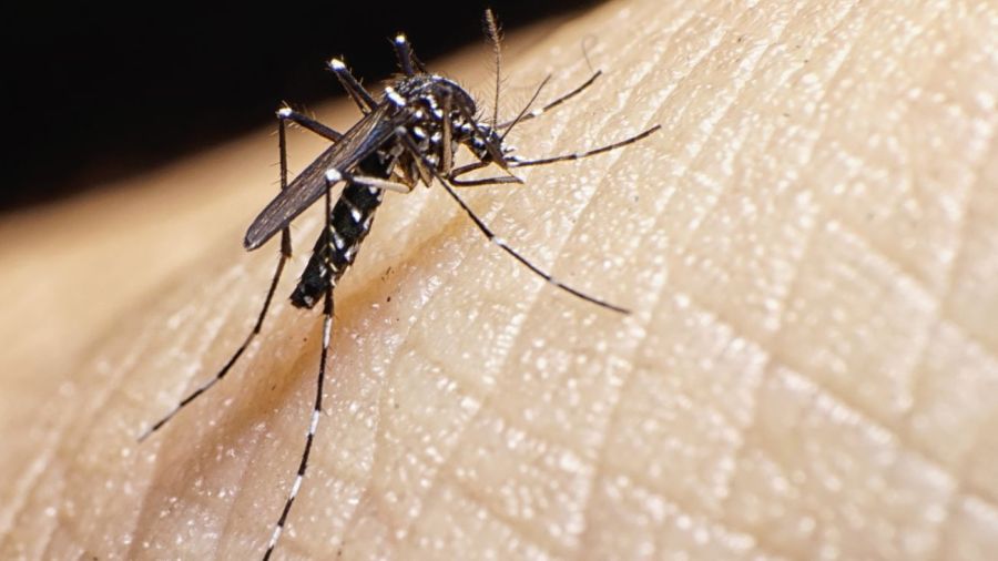 Dengue: 4 claves para entender y prevenir la enfermedad del mosquito