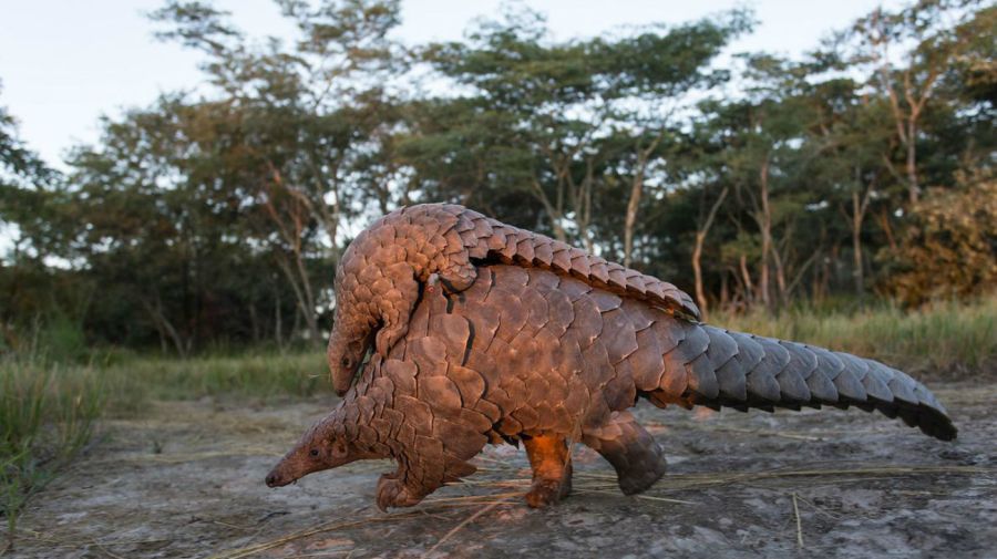 pangolin coronavirus