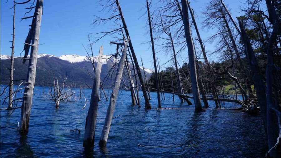 Bosque sumergido lago Traful