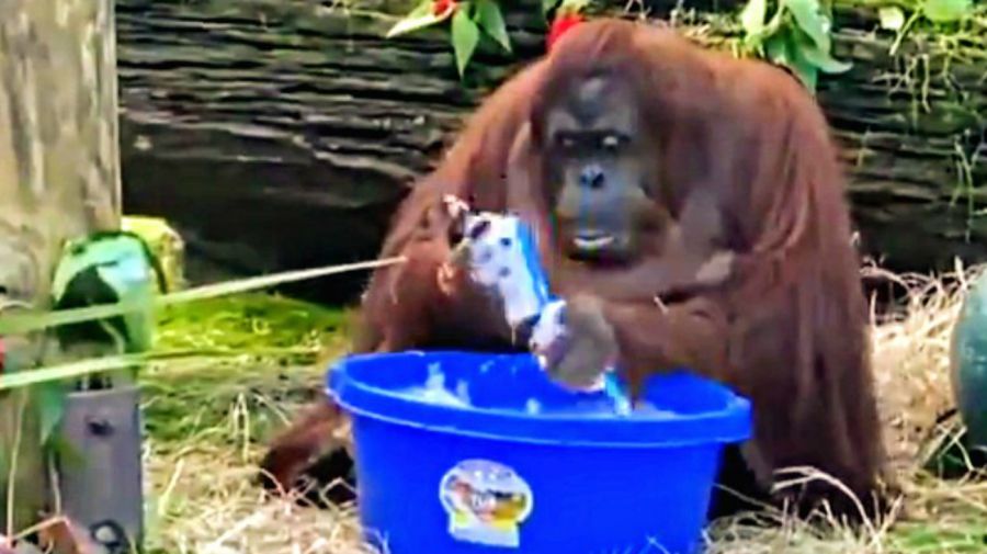 Orangutana Sandra se lava las manos