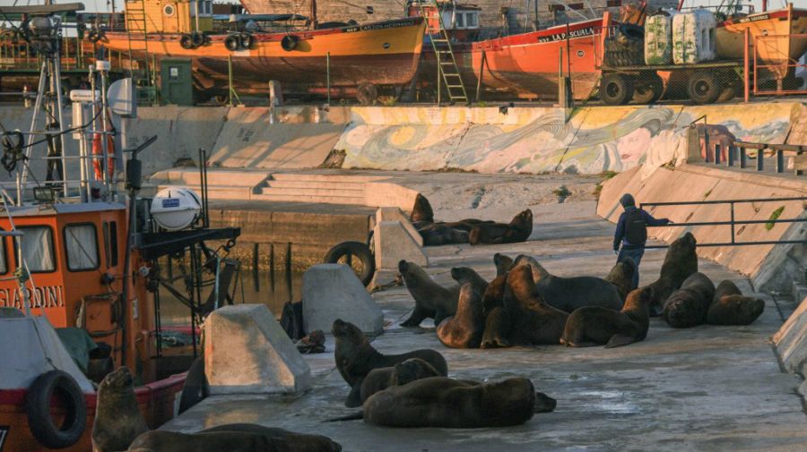 lobos marinos mar del plata AFP