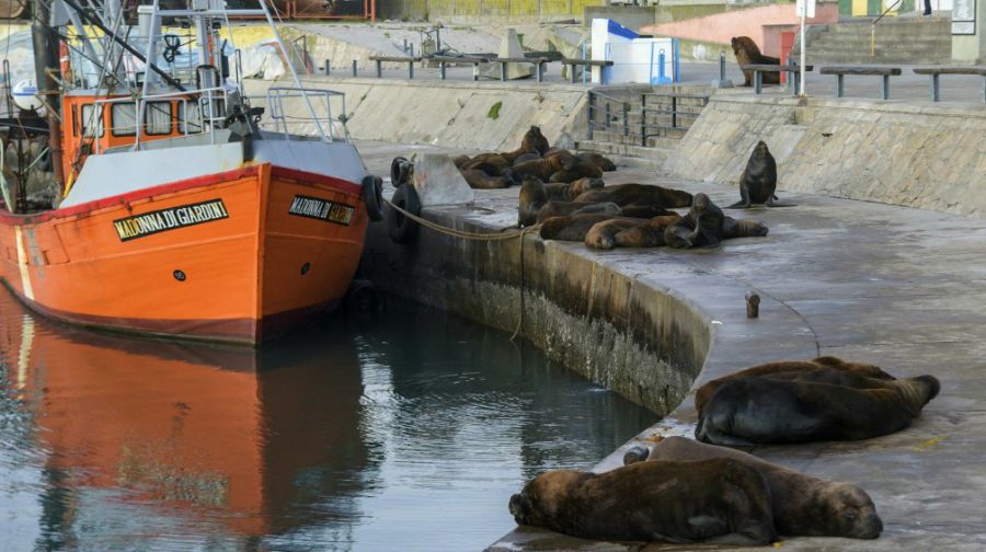 lobos marinos mar del plata AFP