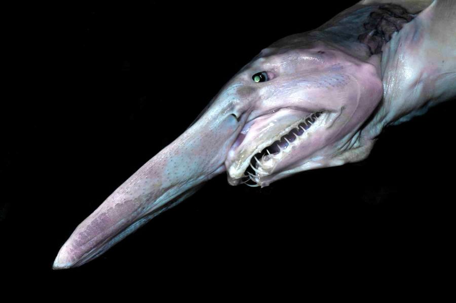 Los 7 animales marinos más extraños del planeta