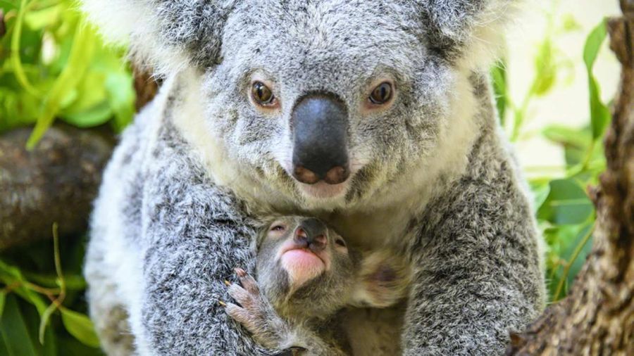 1505_koalas