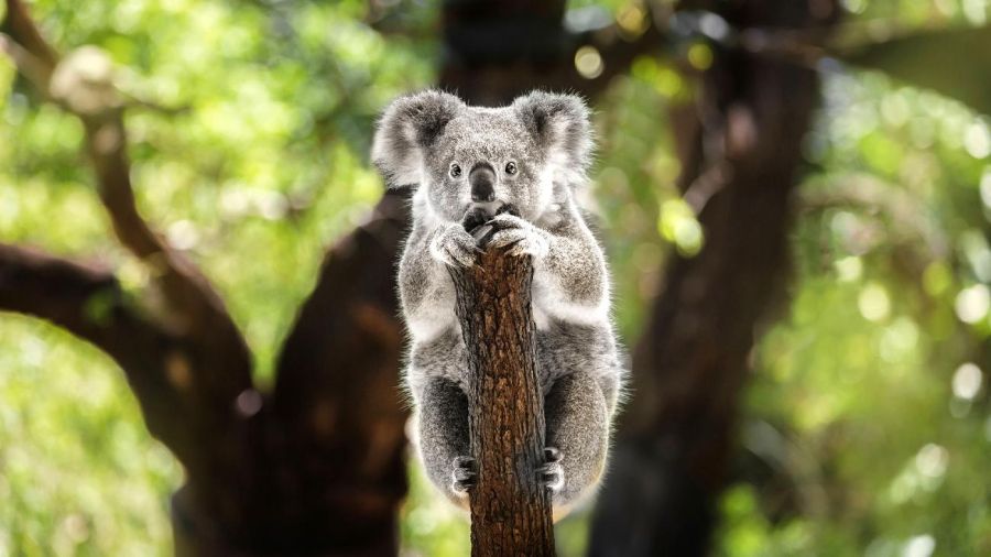 1505_koalas
