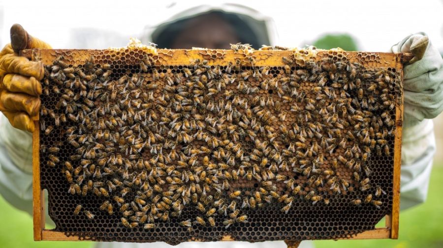 Abejas apicultura