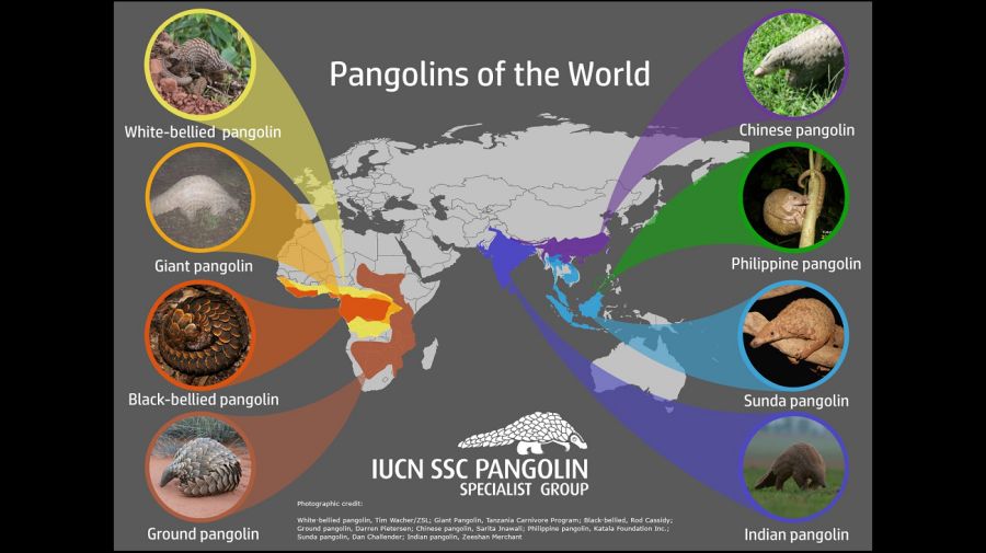 Pangolines en el mundo
