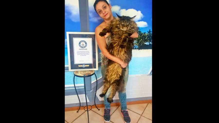 Omar, el gato que quiere desplazar a Barivel de los récords Guinness