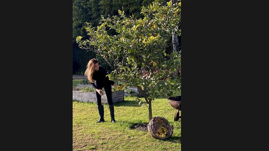 Juliana Awada cosechando Limones 20200708