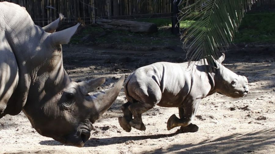0716_primer rinoceronte latinoamericano