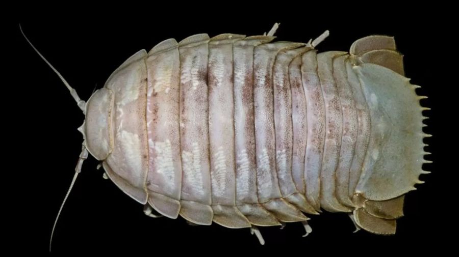 0723_cucaracha gigante