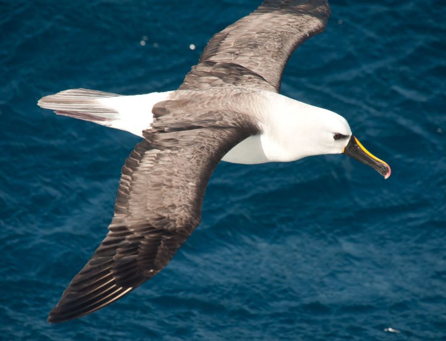 0727_albatros