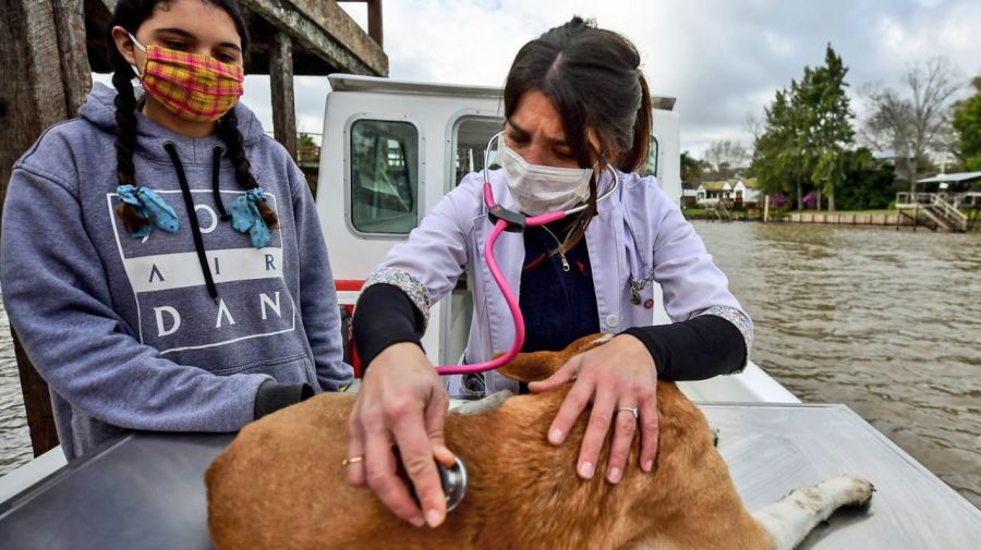 vet by boat tigre leila peluso