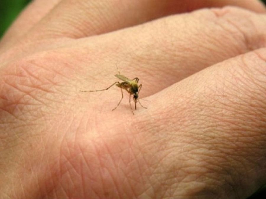 2408_mosquito_dengue