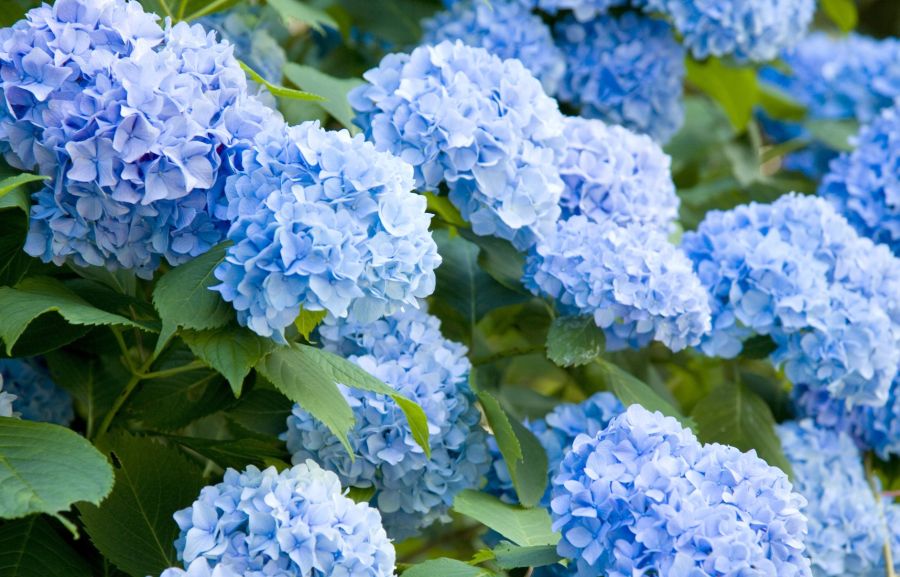 Mia | Flores azules de fácil cultivo