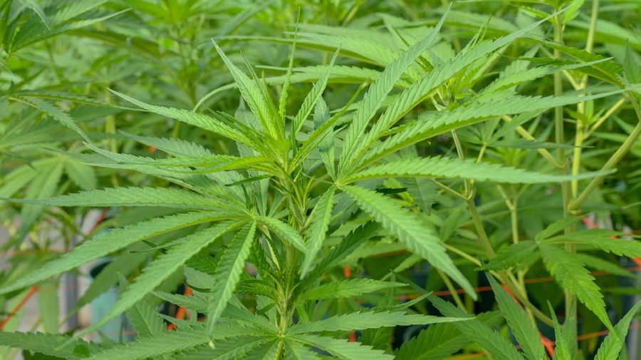 Jujuy Cannabis 20201202