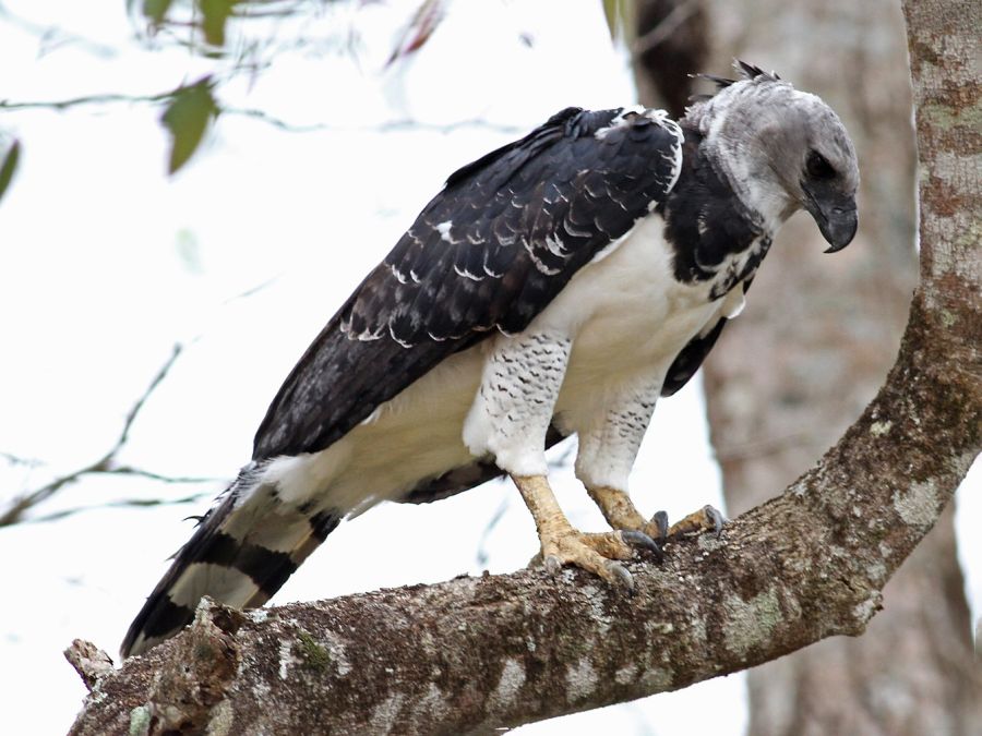 Cómo es el plan para intentar que no desaparezca el águila arpía? | Weekend