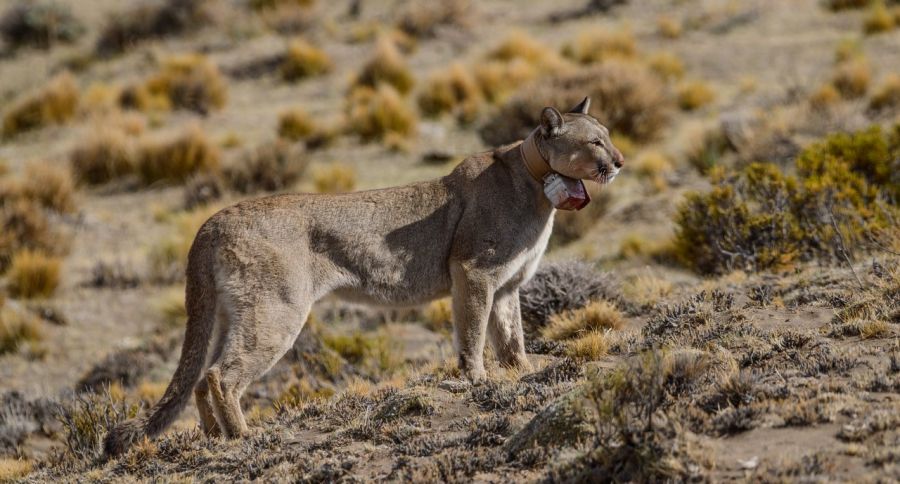 puma "Pampa" tuvo cachorros Parque Patagonia y están siendo estudiados Perfil