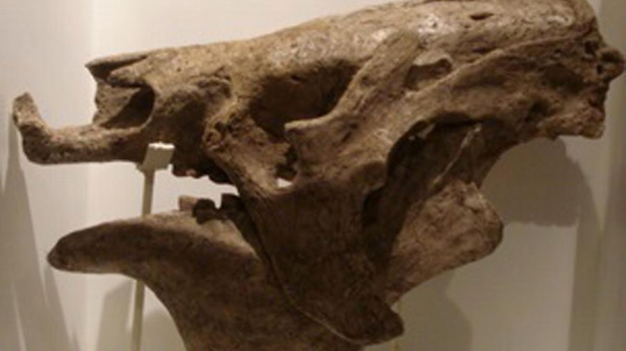 Megatherium o Megatherio 20210201