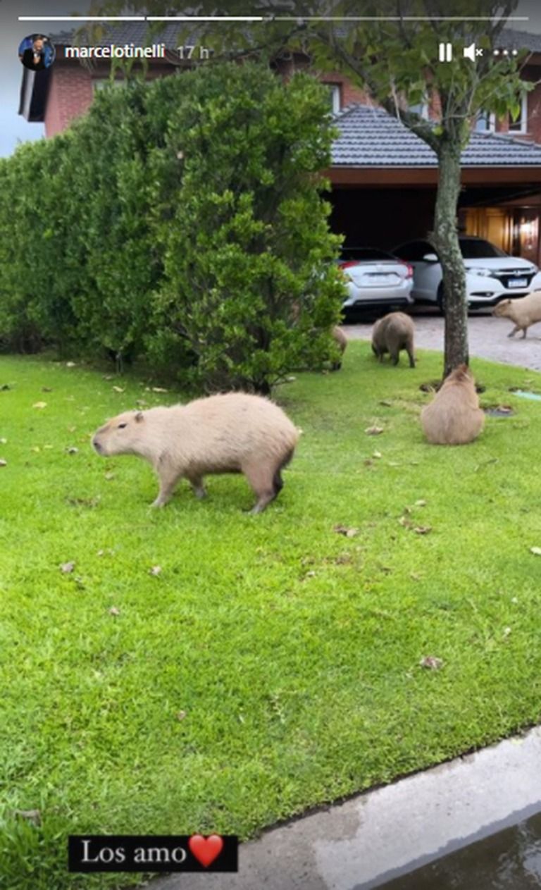 Un grupo de carpinchos invadió la casa de Marcelo Tinelli