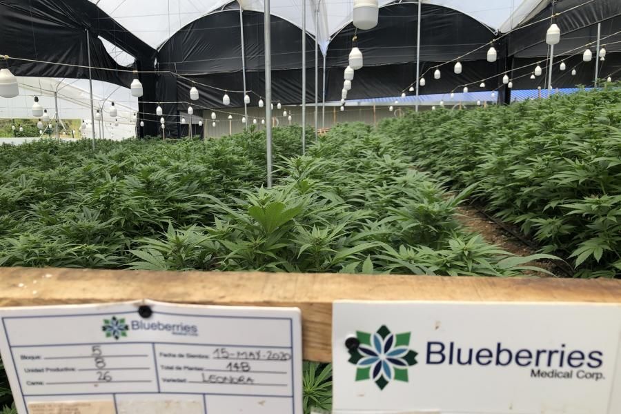 blueberries cannabis 11-2-21