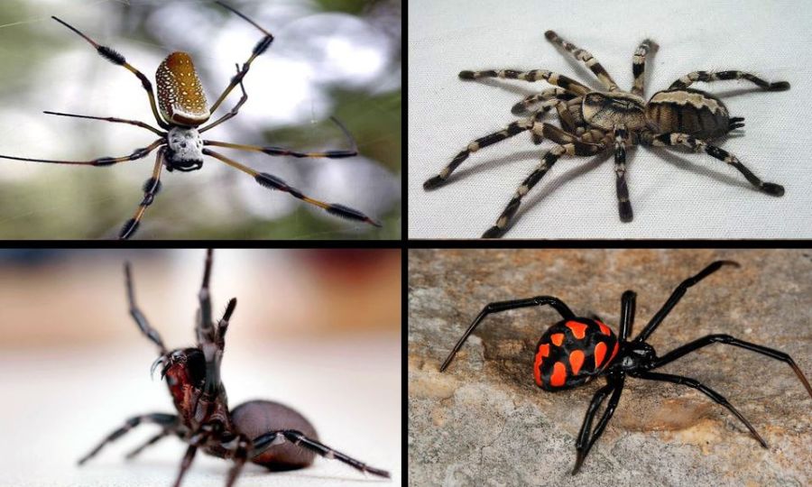 Are spiders really as dangerous as they seem?