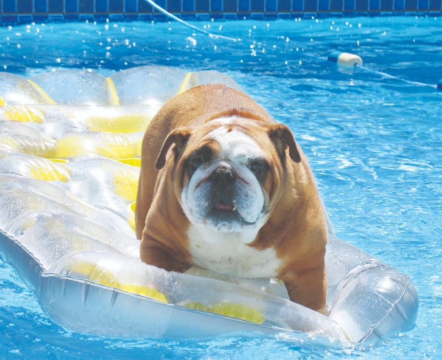 Perros nadadores