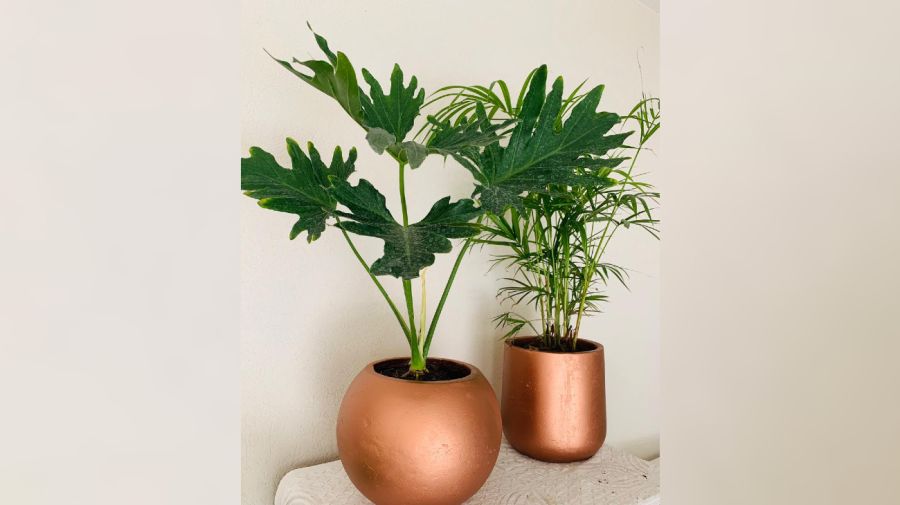 Plantas de interior: tipos y consejos para casa 