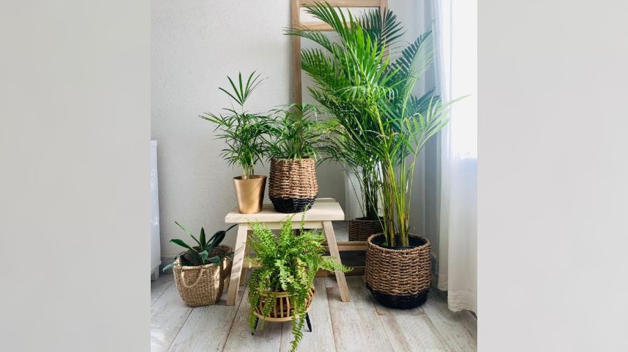 Plantas de interior: tipos y consejos para casa 