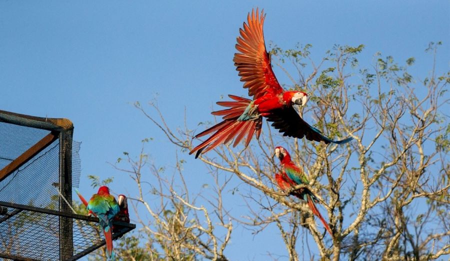 Tras 170 años, vuelven a volar guacamayos rojos en Corrientes