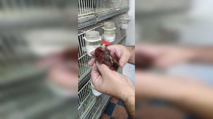 Rescate de aves en criadero ilegal en Liniers. 20210325