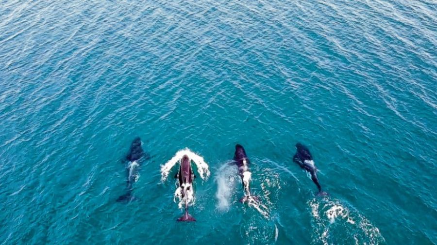 Sorpresa en Las Grutas por la presencia de orcas