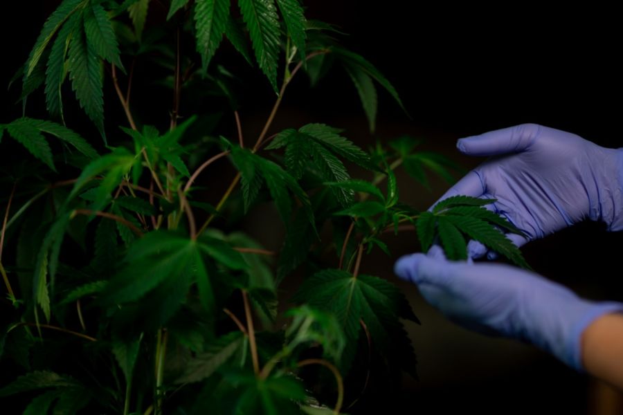 Proyecto de Investigación para uso medicinal de cannabis