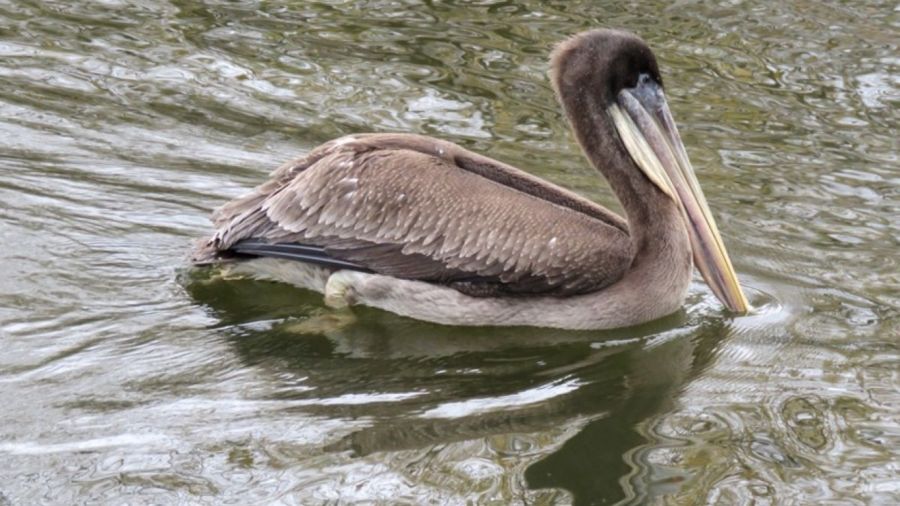 0601_pelicano