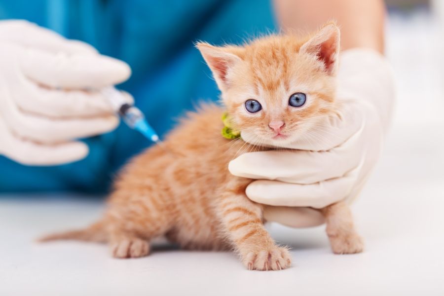 La vacuna contra la rabia se aplica todos los años a los perros y gatos durante toda la vida del animal. Recordar que es obligatoria.