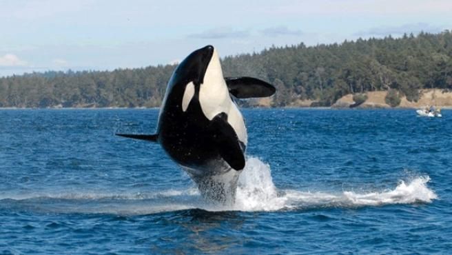 0622_orcas