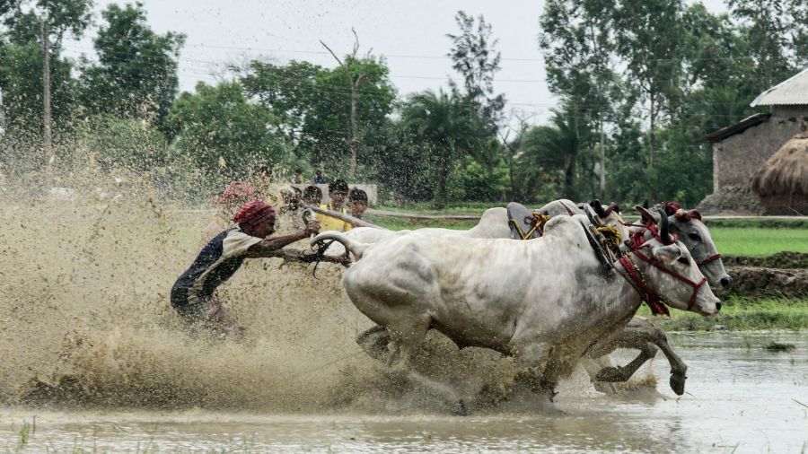 Fotogaleria India Los agricultores compiten durante una carrera de ganado en un campo de arroz tras la temporada de cosecha
