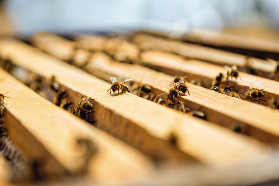 Guerlain abejas