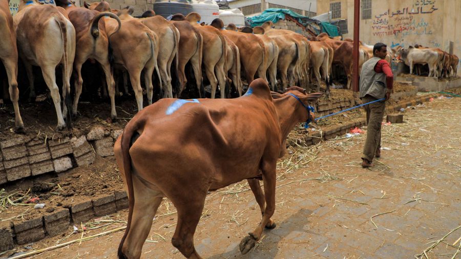 Fotogaleria Yemen Un hombre arrastra una vaca junto a otras reses que se alimentan en un mercado de ganado