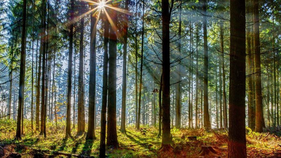 Buscan plantar en la Argentina 1.000.000 de árboles para mitigar el cambio climático