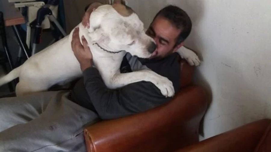 0812_dogo argentino