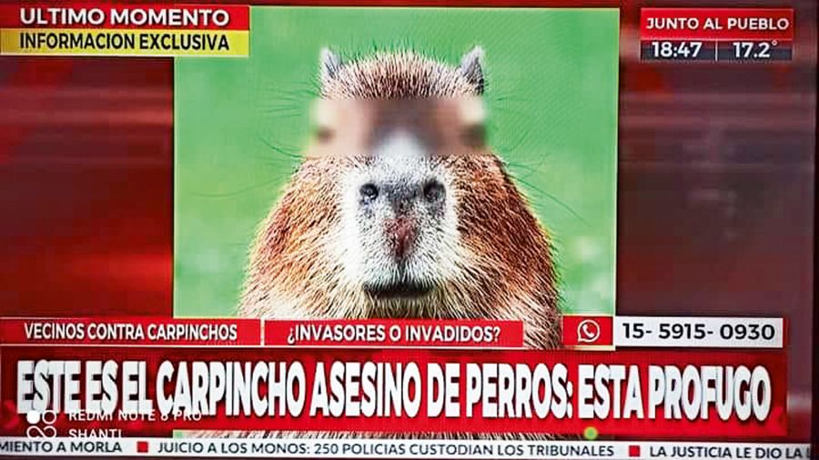 Carpinchos en Crónica TV