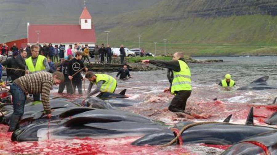 matanza de ballenas en Isla Feroe 20210916